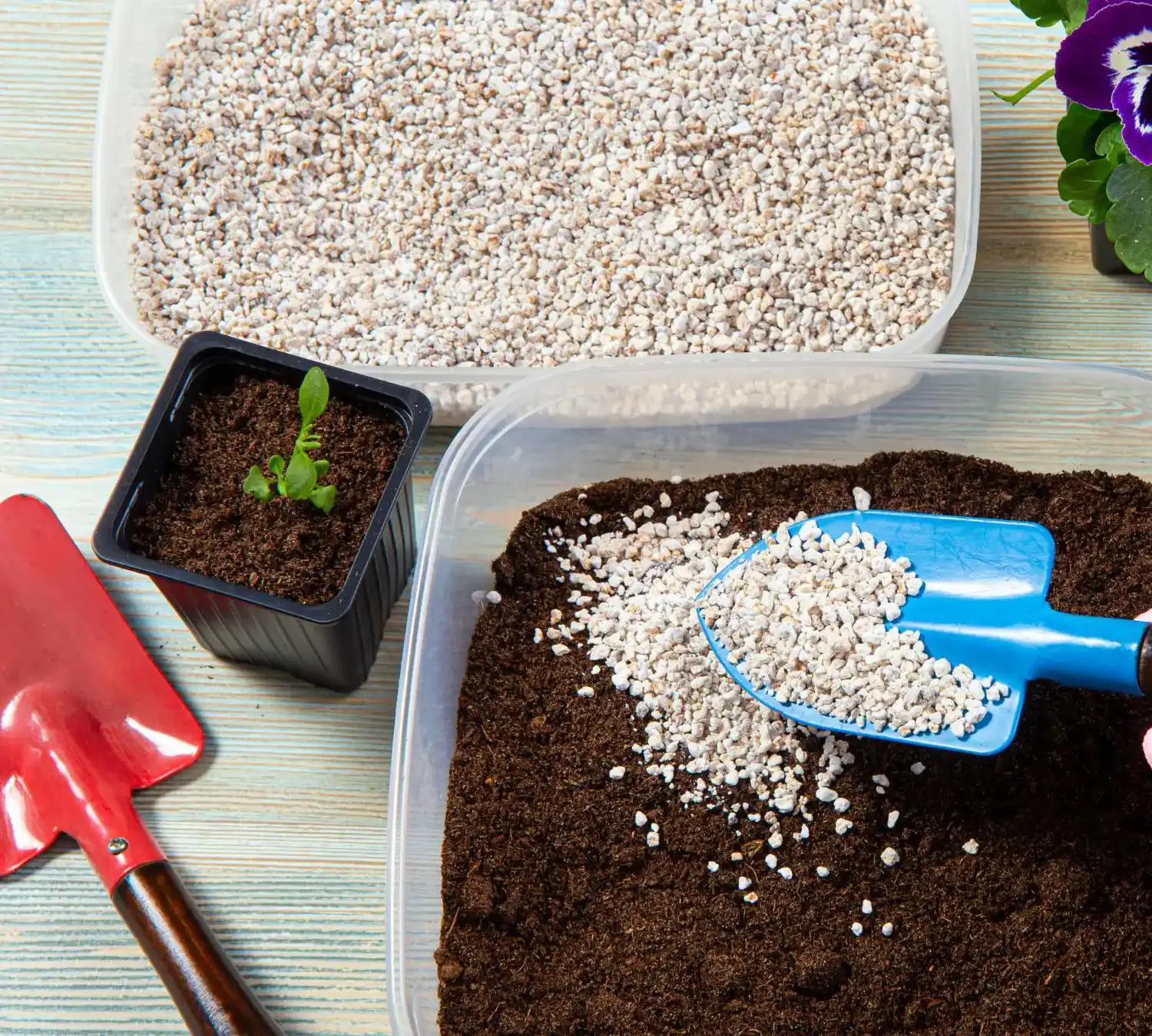 Weisses Perlite wird mit einer blauen Schaufel unter Blumenerde gemischt, daneben ein Setzling im Topf